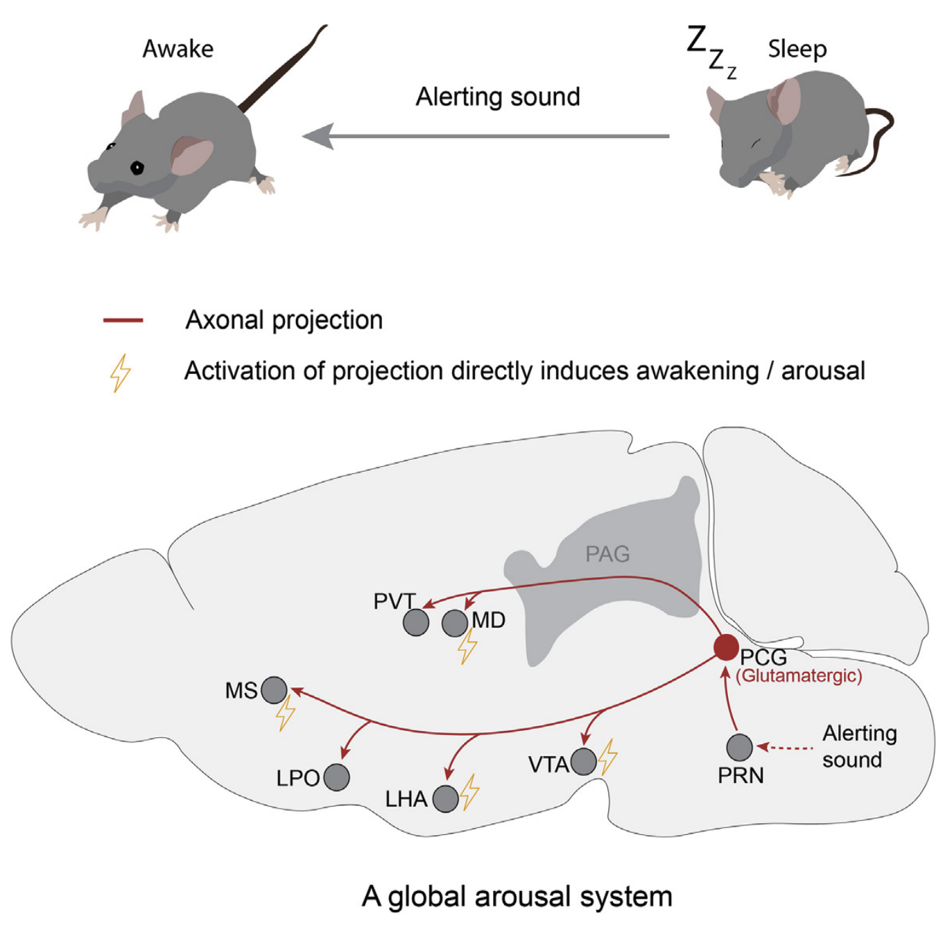 Wei Xiao 2024 Current Biology